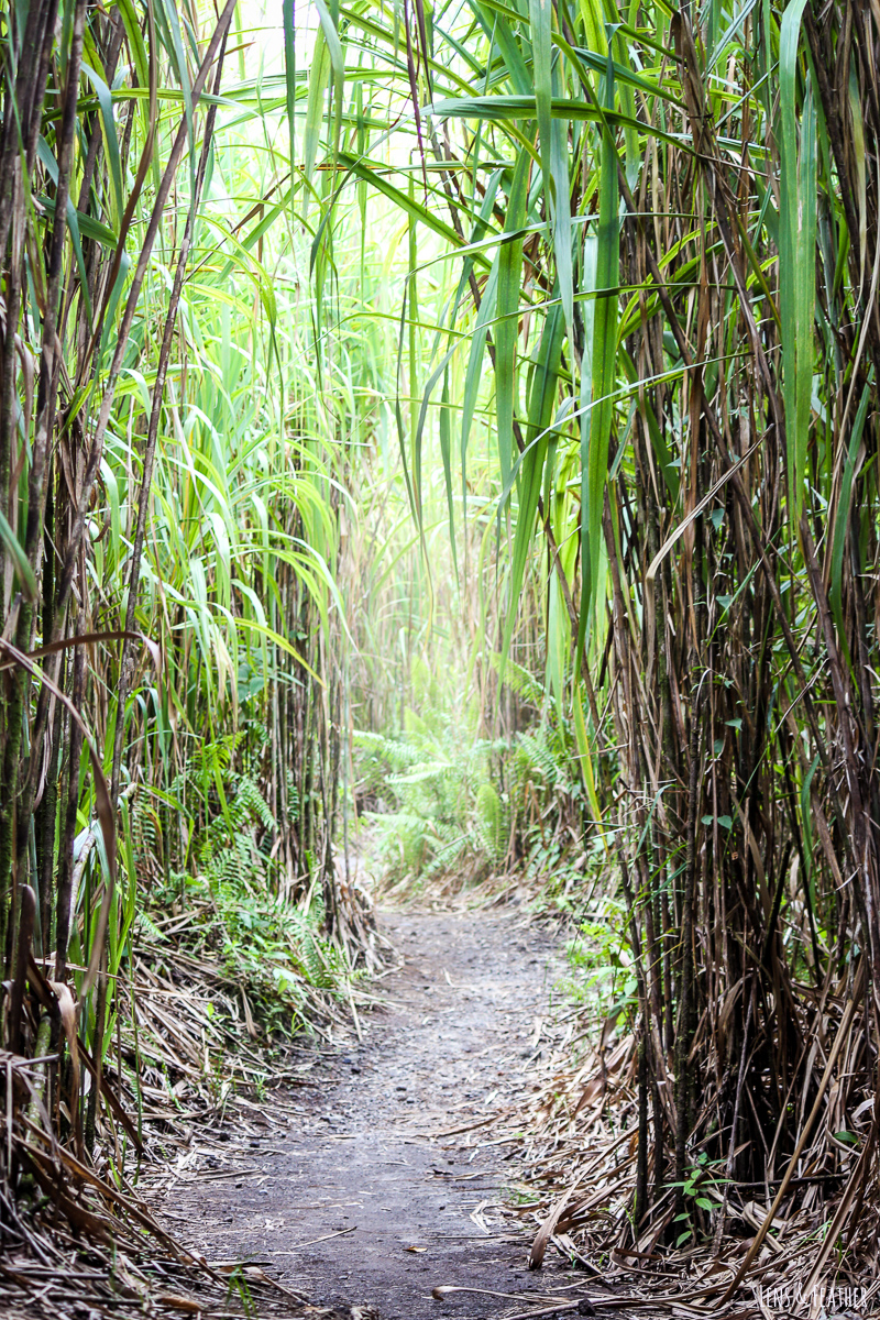 Letzter Abschnitt des Bosque Trails