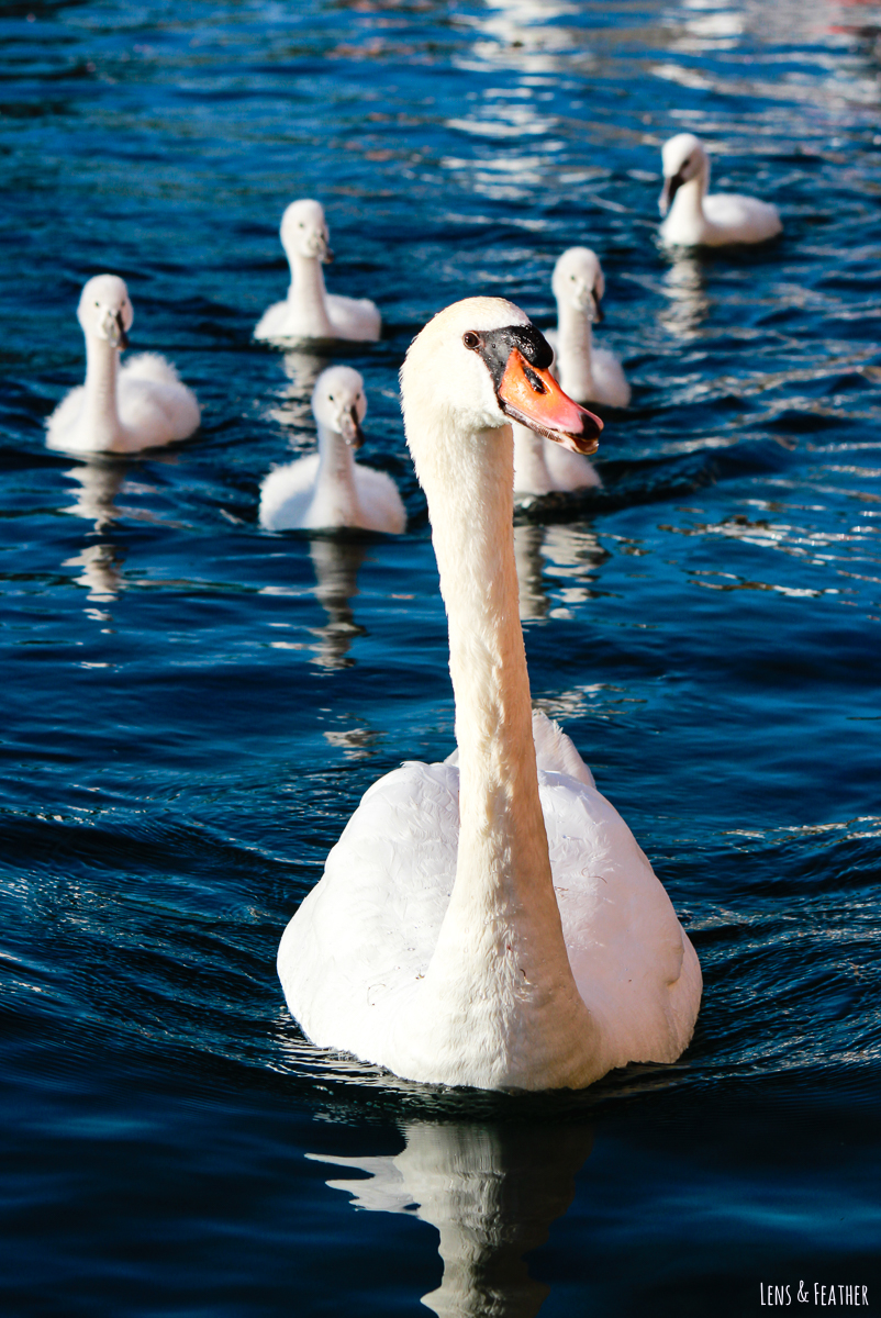 Schwanen Familie auf dem Gardasee