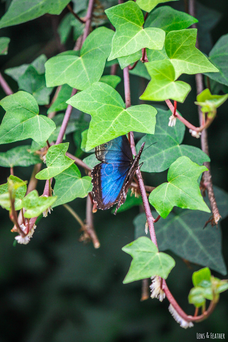 Blauer Schmetterling in Efeuranke