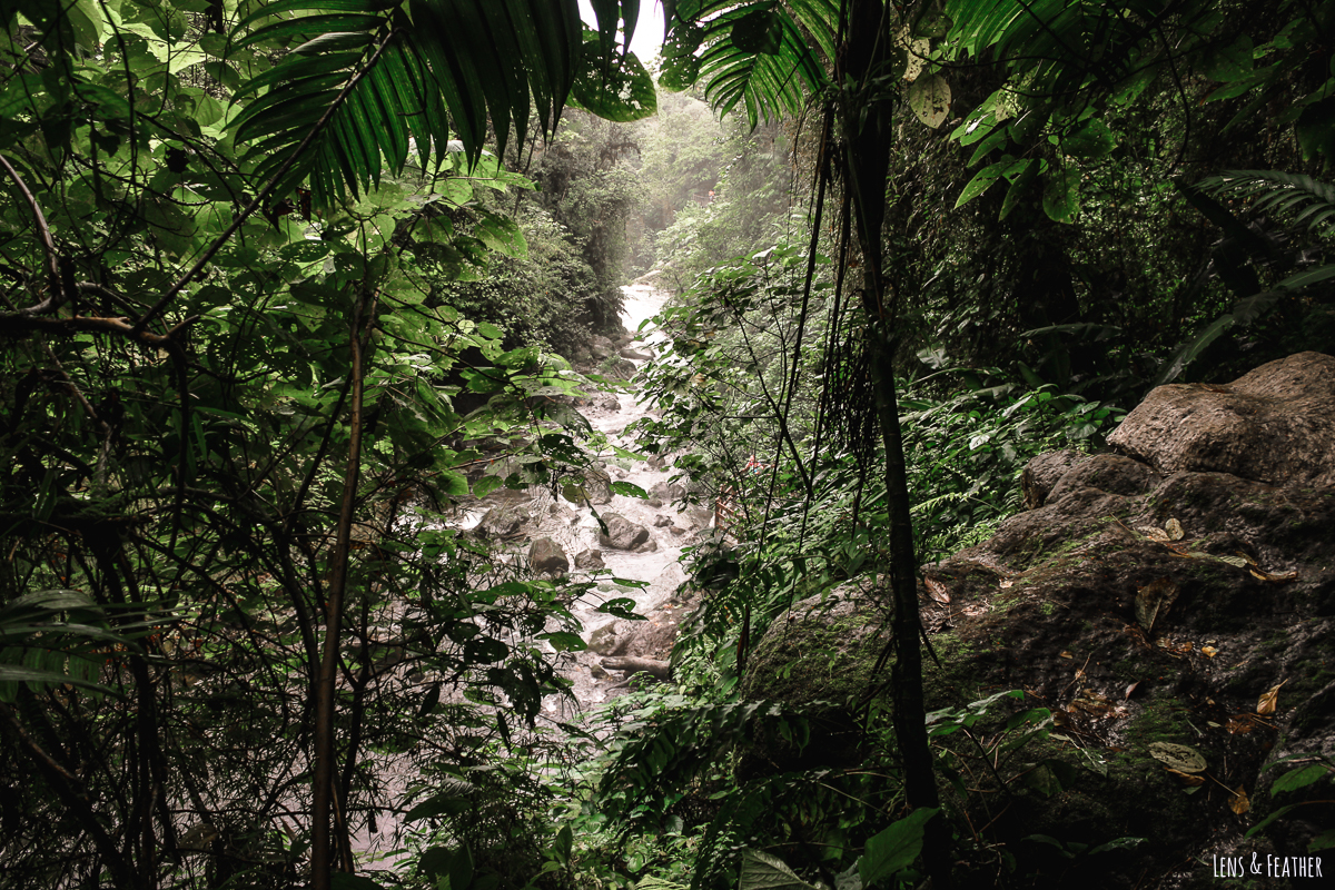 Regenwald in den Wasserfallgärten von La Paz in Costa Rica