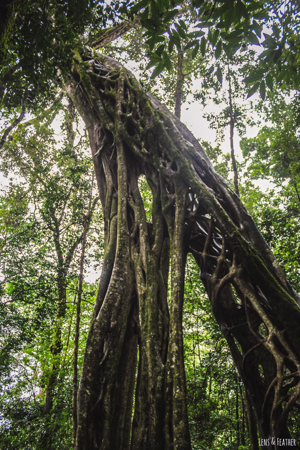 Ficus Tree in Monteverde