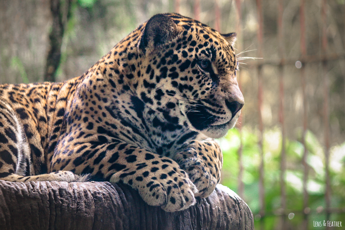 Jaguar in Costa Rica