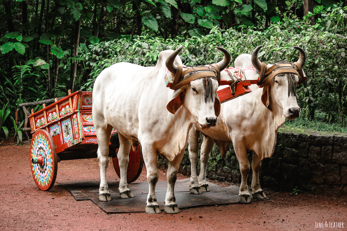 Traditioneller Ochsenkarren in Costa Rica La Paz