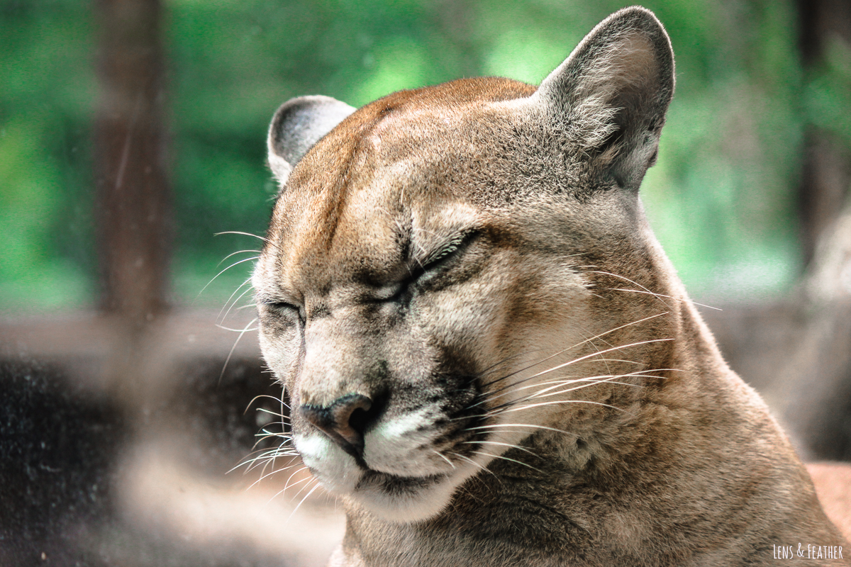 Puma in Costa Rica