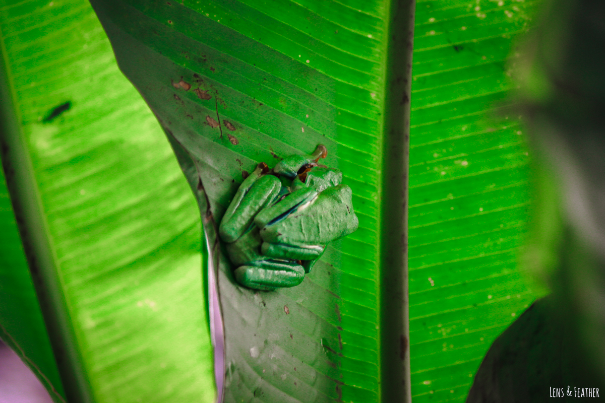 Schlafende Rotaugenlaubfrösche in Costa Rica