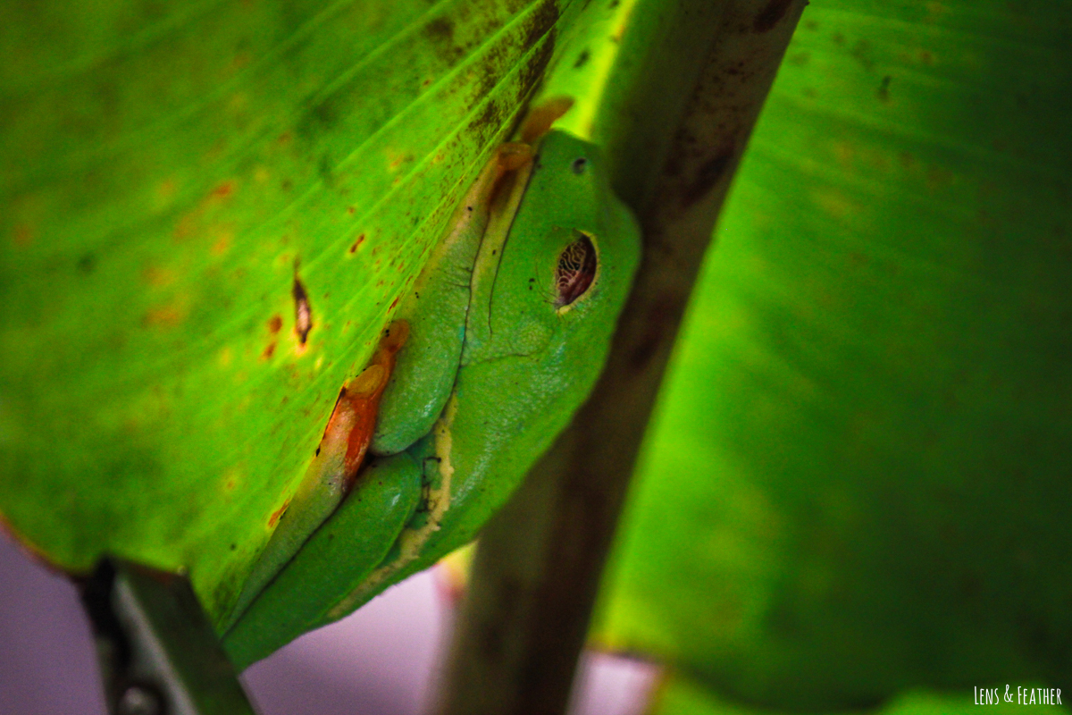 Rotaugenlaubfrosch unter Blatt in Costa Rica