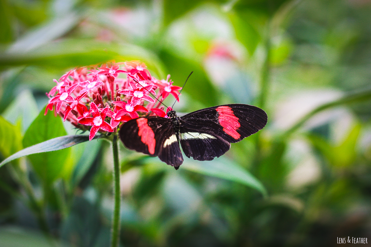 Roter Schmetterling in Costa Rica